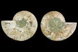 Agate Replaced Ammonite Fossil - Madagascar #150894-1
